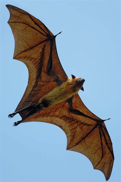 Flying fox | Size, Diet, & Facts | Britannica