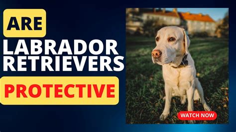 Protection of Lab Dog 的图像结果