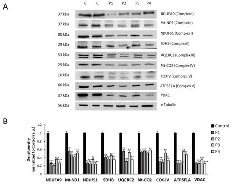 Actin Polymerization Defects Induce Mitochondrial Dysfunction in ...