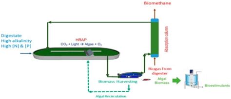 Biogas from Anaerobic Digestion as an Energy Vector: Current Upgrading ...