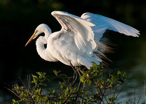 great egret: ダイサギとコサギの違い – PJCJZY