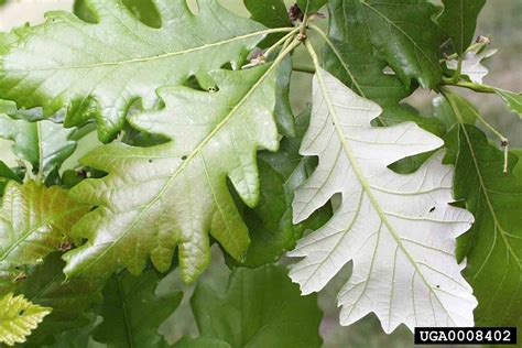 Arkansas Tree Database - Swamp White Oak