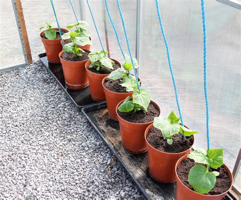How to grow cucumbers in pots for harvests in small spaces | Homes and ...