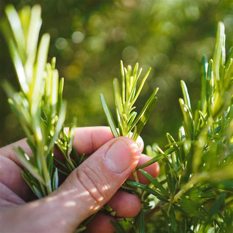 Romero: propiedades medicinales, beneficios y contraindicaciones