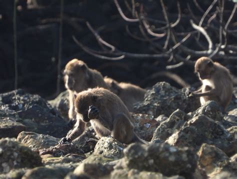 Stone flakes made by modern monkeys trigger big questions about early humans | NPR & Houston ...
