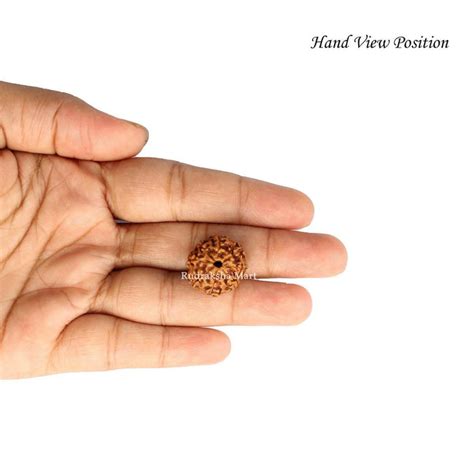Buy Online 8 Mukhi Java Rudraksha Beads Lab Certified | Eight Mukhi ...