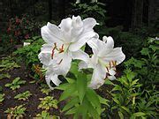 Image result for Line HTML Code