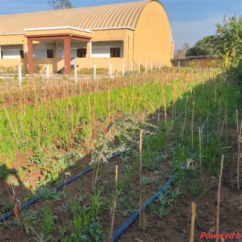 Silox India’s Commitment to Nature: Miyawaki Forest Flourishes at ...