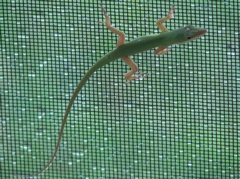 How to Install Spring Loaded Hinge On a Vinyl Spring Door 的图像结果