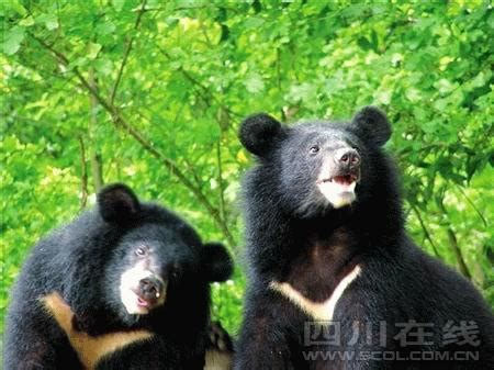 九龙山自然保护区首次发现黑熊踪迹：至少2只，吃野生蜂蜜_绿政公署_澎湃新闻-The Paper
