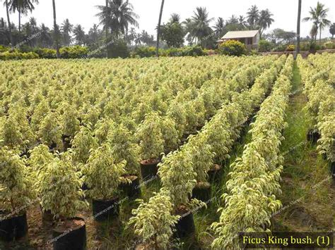 Best Nursery In Kadiyam -Sri Satyanarayana Nursery