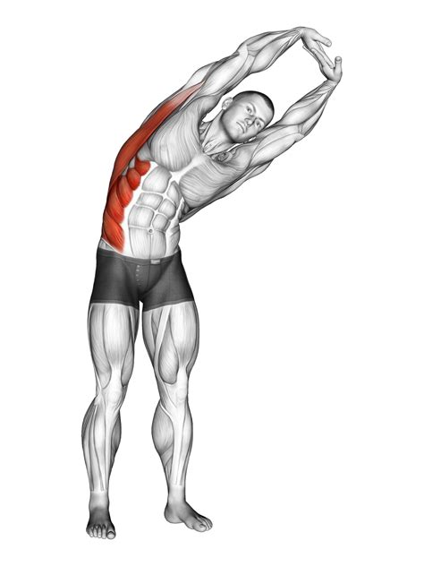 Quadratus Lumborum: 4 Exercises and 4 Stretches - Inspire US