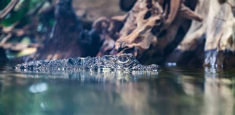 Image result for Simple AI Algorithm