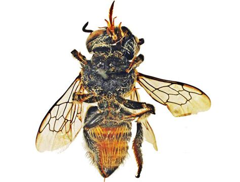 Megachilidae