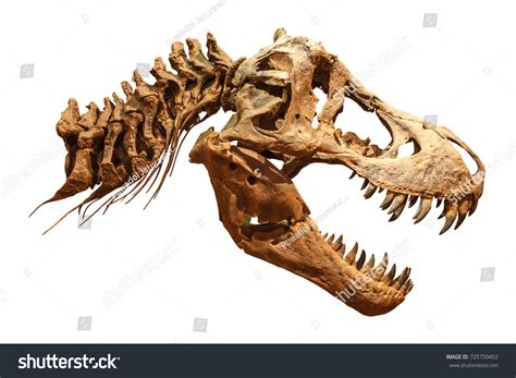 T rex skull Images, Stock Photos & Vectors | Shutterstock
