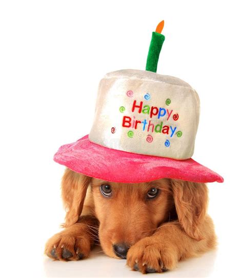 主人每年都给狗狗过生日，它回回都是在假笑：是你想吃蛋糕了吧？|狗狗|生日|蛋糕_新浪新闻