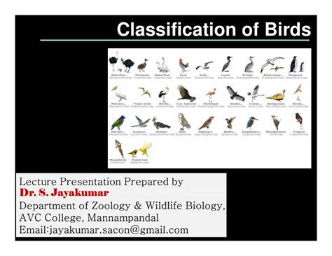 Image result for Classification Key for Birds
