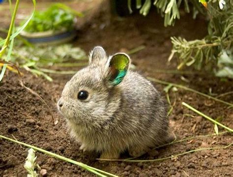 Photos: 13 Of The Smallest Animals On Earth | ये हैं दुनिया के सबसे ...