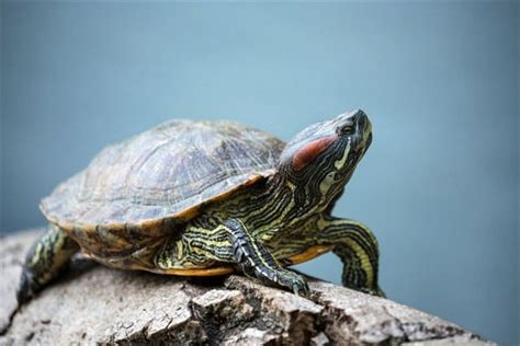 请大家帮忙看下这只乌龟是草龟吗几岁了_百度知道