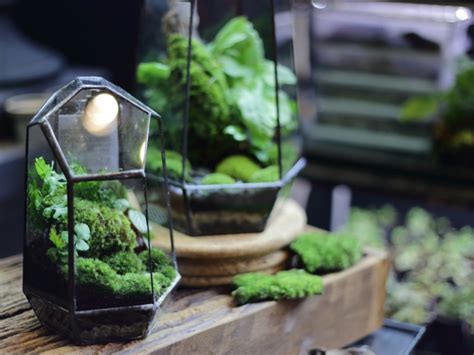 Sphagnum Moss Terrarium