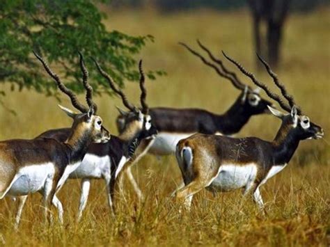 Explore Nature: 6 Incredible Wildlife Safari Experiences Near Chennai!