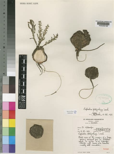 Euphorbia platyrrhiza L.C.Leach | Plants of the World Online | Kew Science