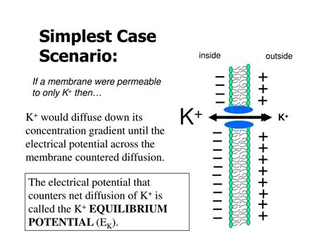 Image result for Negative Membrane Potential