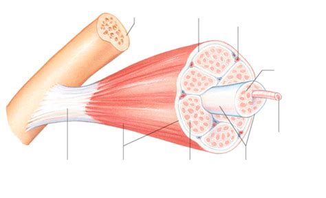 Image result for Skeletal Muscle Flow Chart