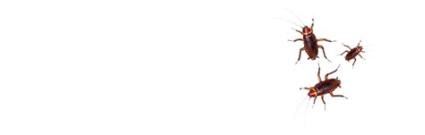 @proaktivpestsolutions — Teletype