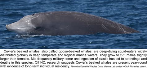 Cuvier's beaked whale (AKA goose-beaked whale) from stranding to ...