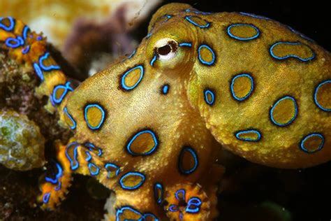 Image result for Blue-Ringed Octopus Attack