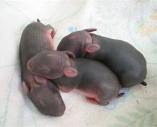 Image result for Newborn Wild Baby Bunnies