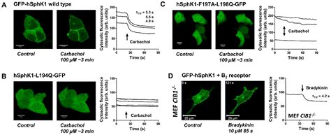 Dissecting Gq/11-Mediated Plasma Membrane Translocation of Sphingosine ...