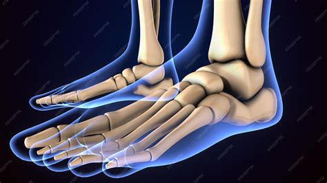 Premium Photo | 3d illustration of human skeleton feet bone anatomy