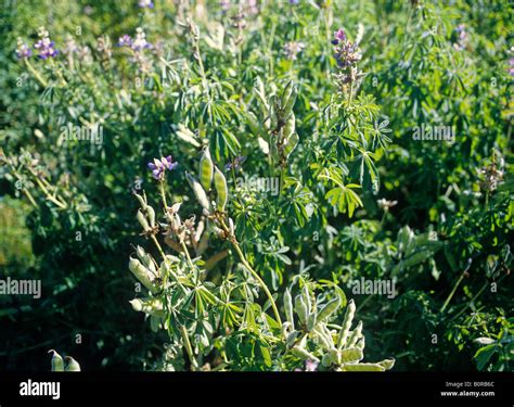field of alfalfa andean highland altiplano peru Stock Photo - Alamy
