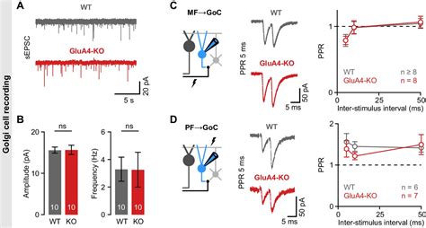 Image result for Glua4 Neuron