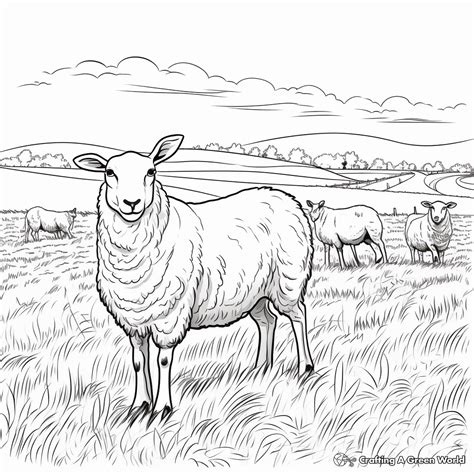 Sheep Coloring Pages - Free & Printable!
