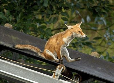 中华自然科学网 德国小狐狸酷爱玩滑梯 采石场成其游乐场