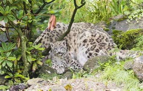 Download wallpaper cat, grass, Bush, moss, IRBIS, snow leopard, cub ...