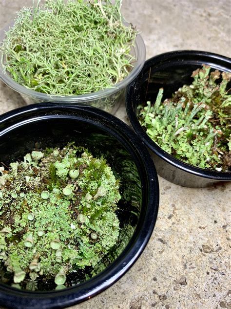 Lichen Sampler, a Trio of Live Lichens, 100% Natural Lichens for Terrariums, Habitats, Fairy ...