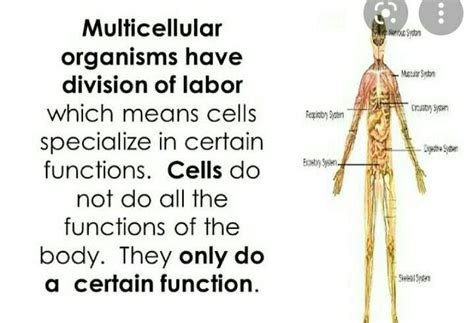 Multicellular organism skeleton system - Brainly.in