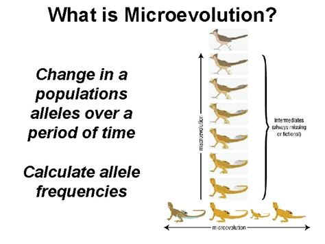 Image result for Microevolution Documentary