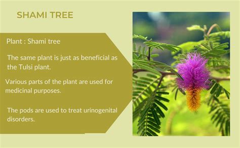 Green Paradise® Live Bonsai shami tree Prosopis cineraria 3 years old ...