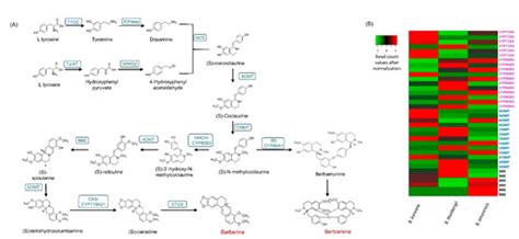Plants | Special Issue : Transcriptome Analysis and Gene Regulation in ...