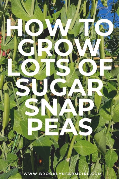 How to Presprout and Grow Sugar Snap Peas - Step by Step Instructions ...