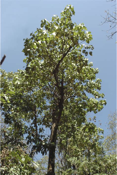 Macaranga peltata (Roxb.) Müll.Arg. | Species | India Biodiversity Portal