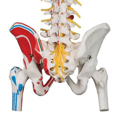 Vertebral Column with Pelvis and Painted Muscles – Medilab India