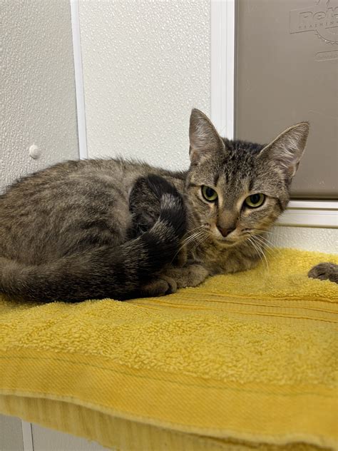 Cloe – harvest hills animal shelter Open by appointment only