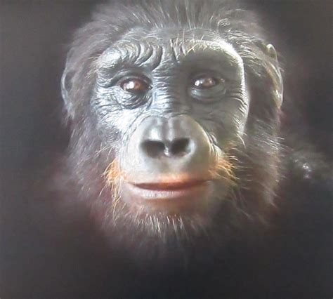 Primitive Ape like Ancestor in Himachal Pradesh [1 min read]