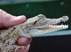 Image result for baby crocodile
